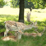 Standing-fallow