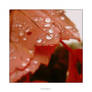 Red leaf rain