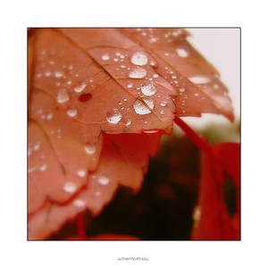 Red leaf rain