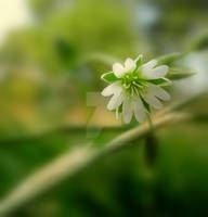 chickweed