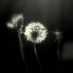 Dandelion glow. by lostknightkg