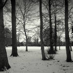 Ravensbury woods by lostknightkg