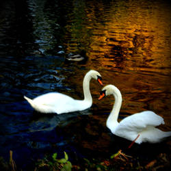 Autumn swans II