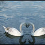 Swan reflection