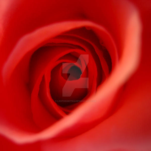 Rosed by lostknightkg on DeviantArt