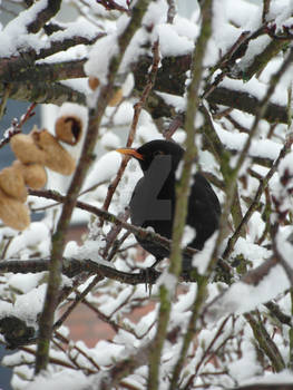 Winter blackbird