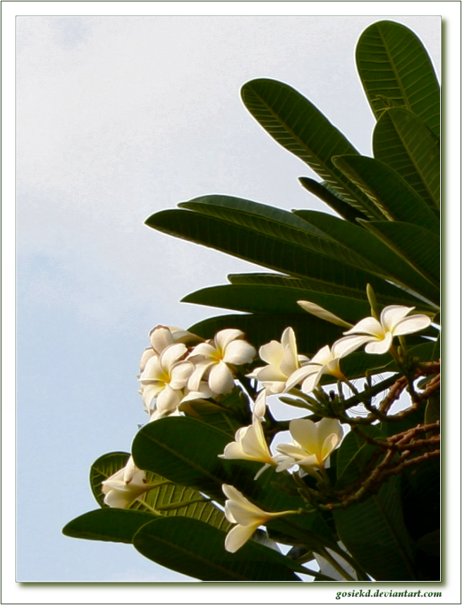 plumeria II