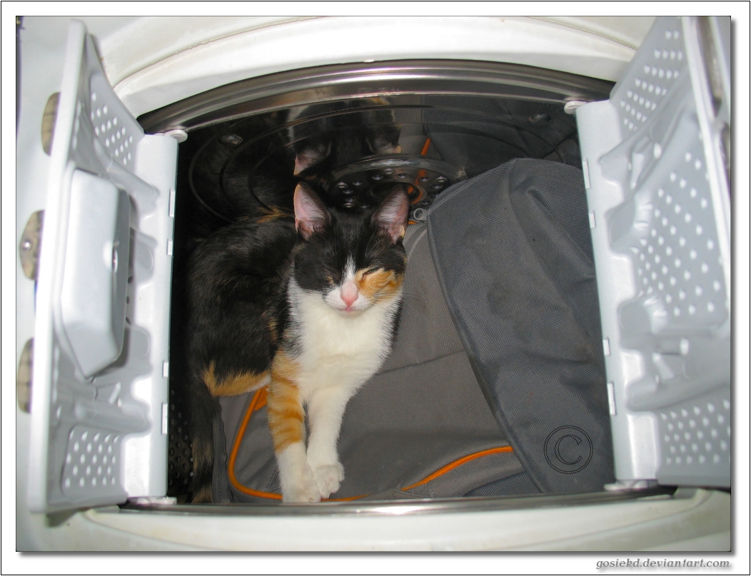 cat in the washing machine