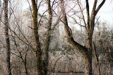 Frosted Trees