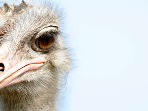 Ostrich