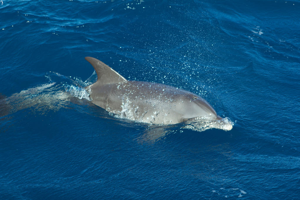 Dolphin