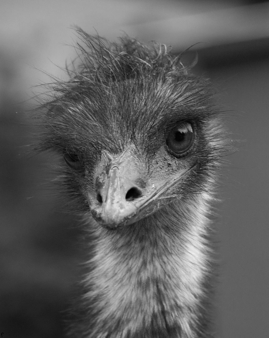 Emu B/W