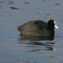 Common Coot