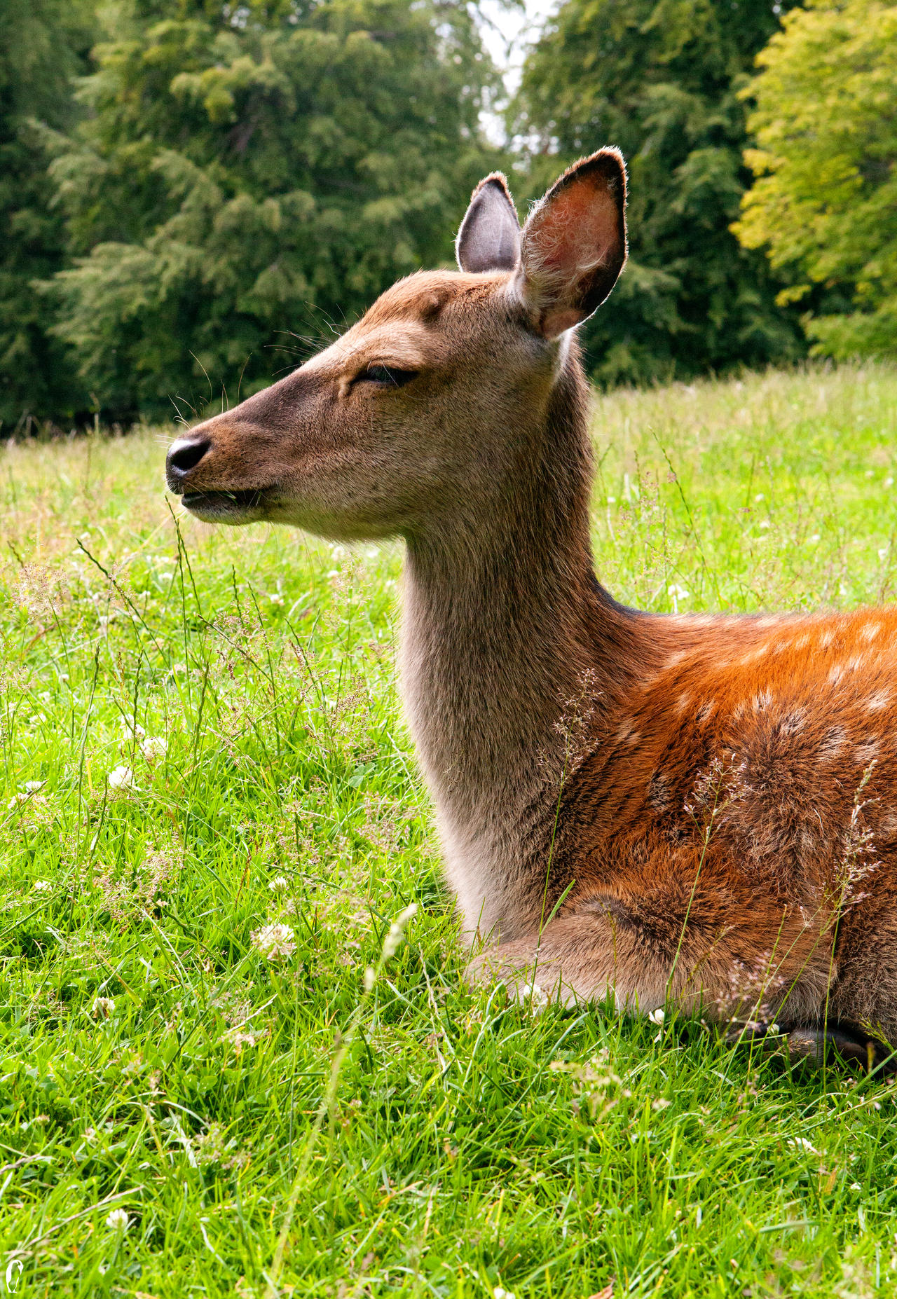 Relaxation in the Green