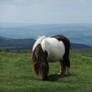 Pony in the wilderness