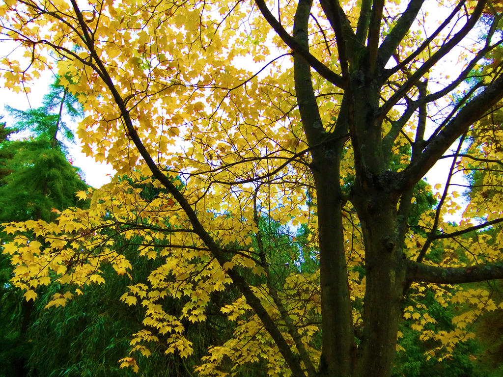 Yellow Treee Yellow Tree by 3starlight98 on DeviantArt