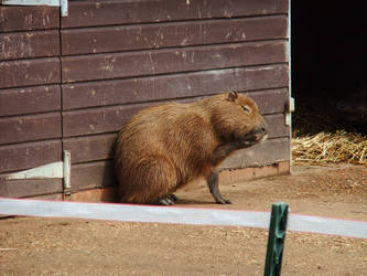 Pondering Capybara