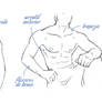 Mr.Lee's Muscle Tutorial (Names)