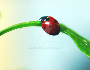 Ladybird 4