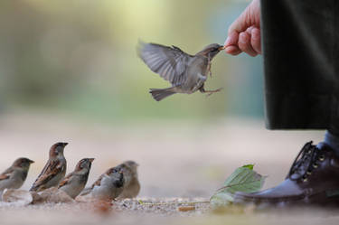 feeding time to the faster