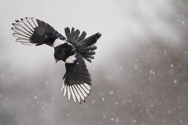 Flying in the snow 2