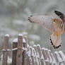 Flying under the snow