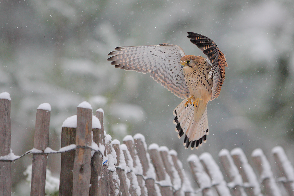 Flying under the snow