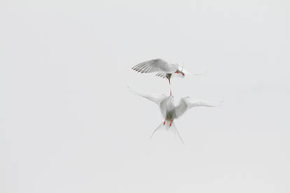 scotland : the arctic tern