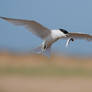 Endagered : the Sandwich Tern