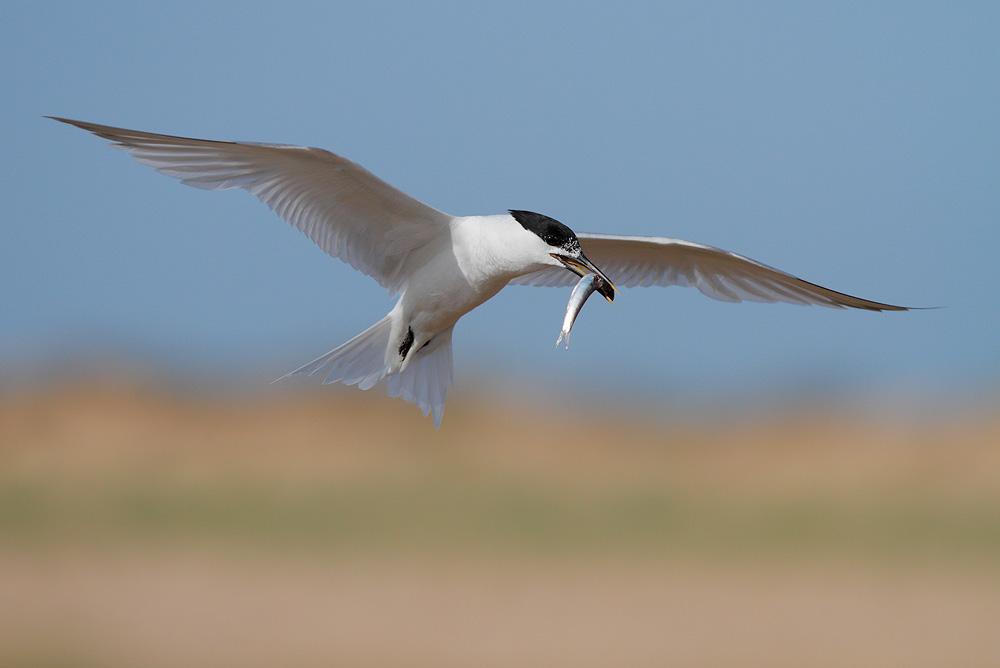 Endagered : the Sandwich Tern