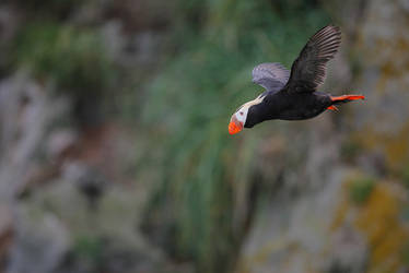 puffins : the pacific way...