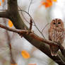 The cute side of birds of prey