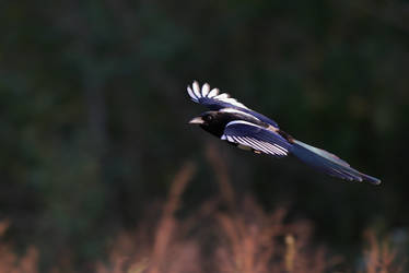 Daily magpie instead of Texel