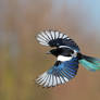 Rainbow magpie