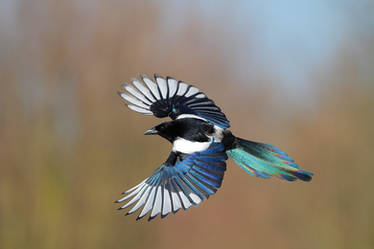 Rainbow magpie