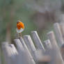 Urban wildlife 4