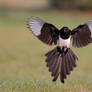 Magpie of the day