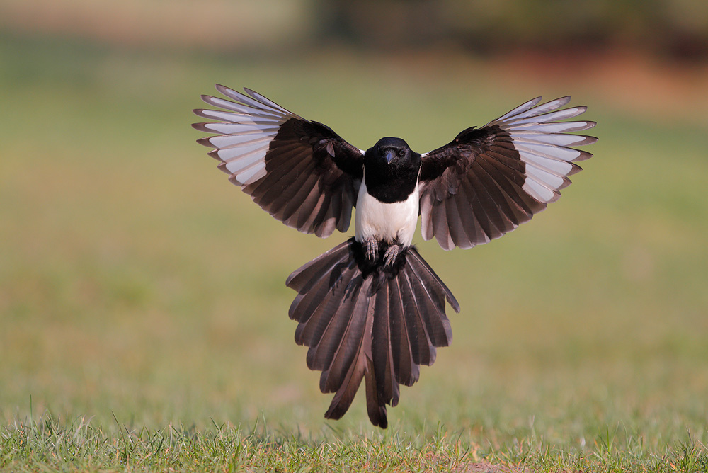 Magpie of the day