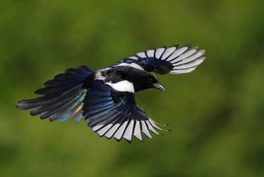 Rainbow magpie 2