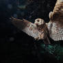 Scops owl... the tiny shadow