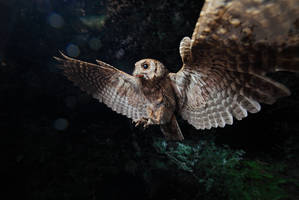 Scops owl... the tiny shadow