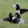 Kung fu magpie