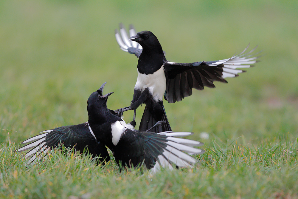 Kung fu magpie