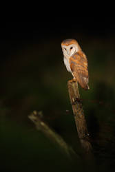 Another barn owl...