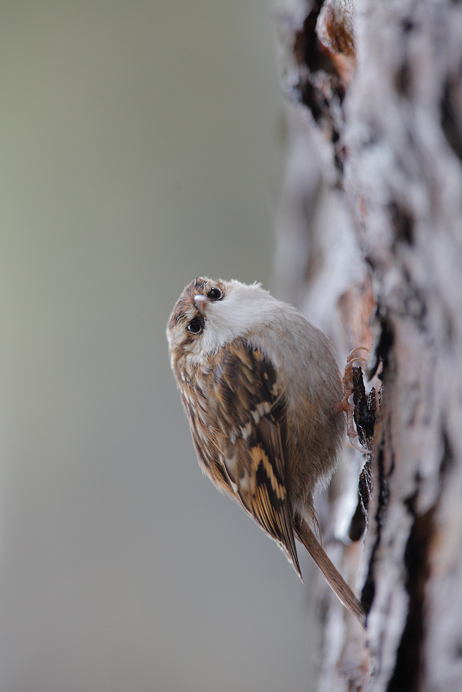 treecreeper