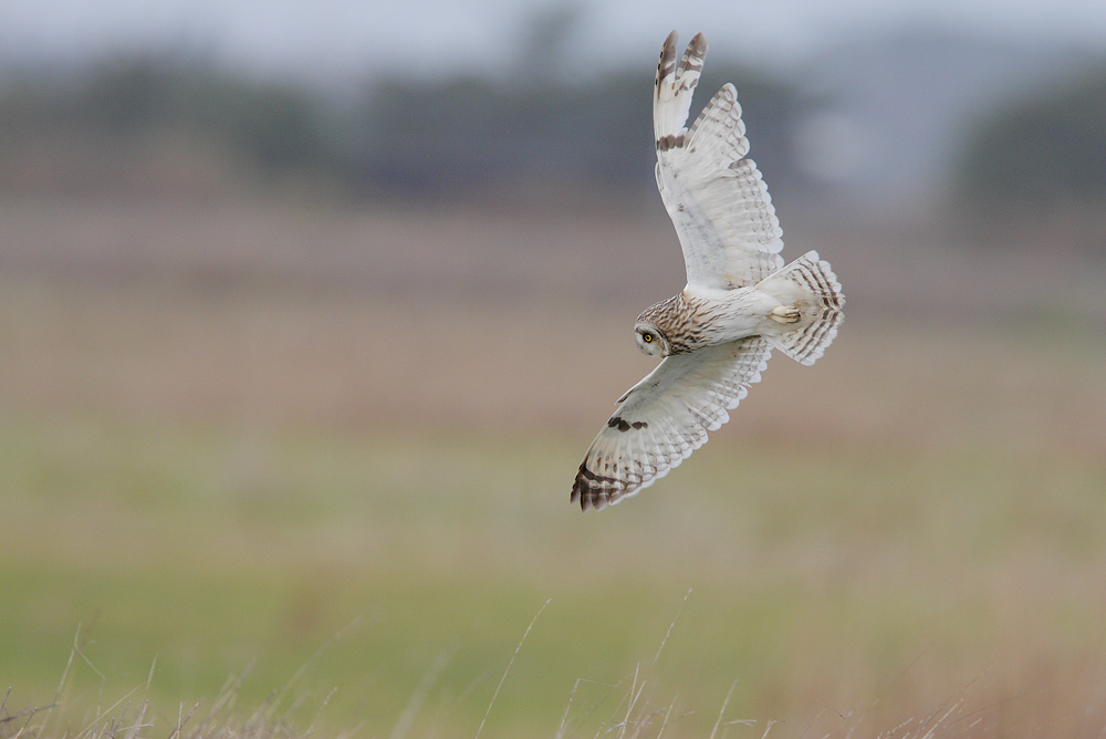 Short eared owl...