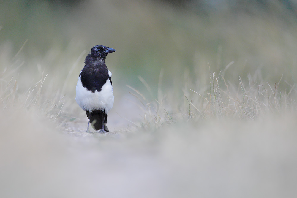 trouee vegetale... a magpie tale