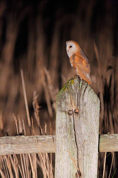 On the hunt = barn owl