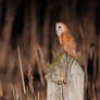 On the hunt = barn owl