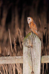 On the hunt = barn owl